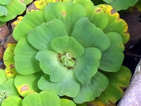 ボタンウキクサ | Pistia stratiotes l. | かぎけん花図鑑