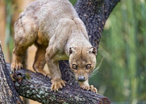 23 Eupleridae-Mongoose & Fossa ideas | mongoose, fossa, species