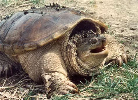 Snapping Turtle Facts | Snapping Turtle Habitat & Diet