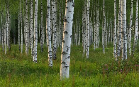 Birch Tree wallpaper ·① Download free awesome HD backgrounds for ...