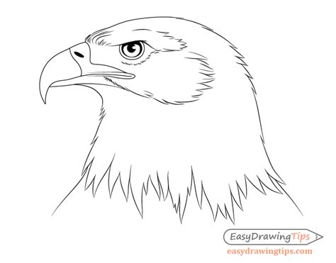 How to Draw an Eagle Head Step by Step - EasyDrawingTips