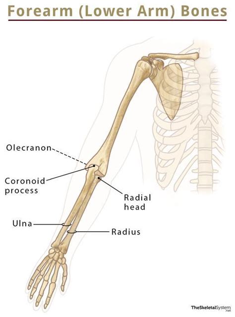 Bones In The Human Arm Diagram