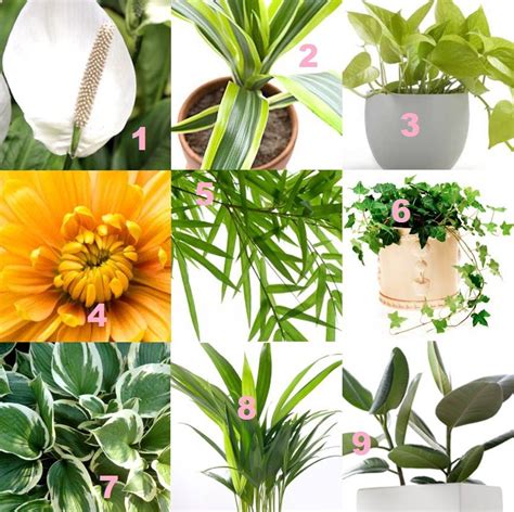 Air Purifying Plants: 11 Best Air Purifying Houseplants