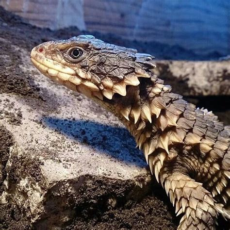 a close up of a lizard on some rocks