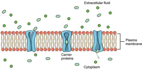 Carrier Protein in Facilitated Diffusion: Complete Guide – Lambda Geeks