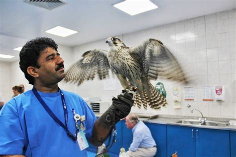 Abu Dhabi Falcon Hospital Tour: In close quarters with birds of prey