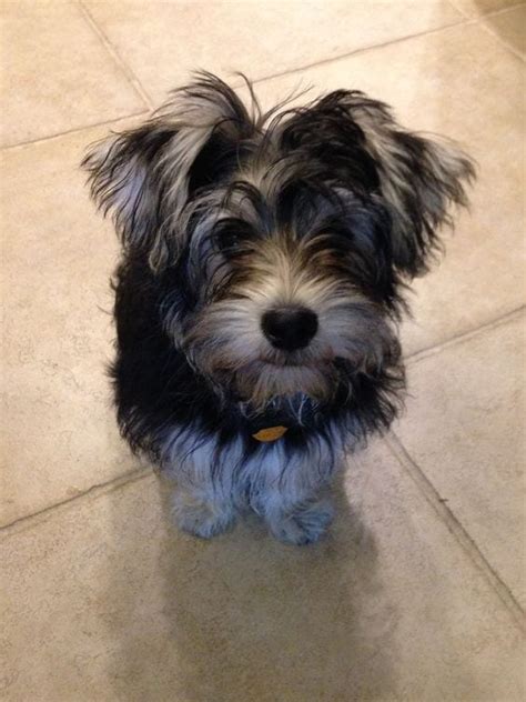 Snorkie (Miniature Schnauzer & Yorkie Mix): Info, Pictures ...