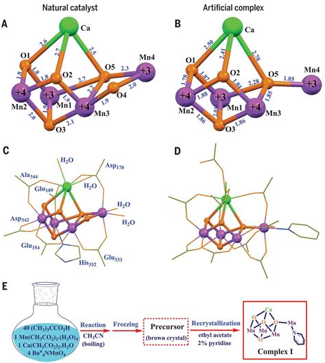 A synthetic Mn4Ca-cluster mimicking the oxygen-evolving center of ...