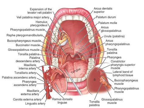 Diagram of the Mouth | 101 Diagrams