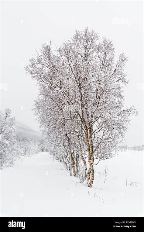 Winter in Norway Stock Photo - Alamy