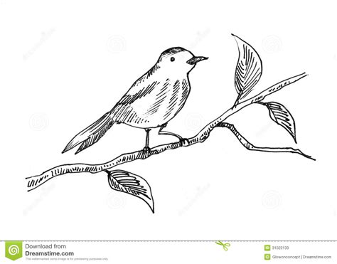 Bird On Branch Drawing at PaintingValley.com | Explore collection of ...