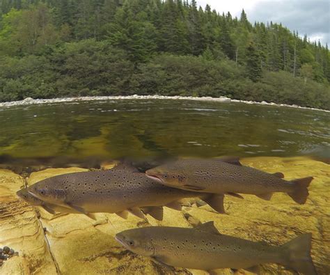 North Atlantic Salmon Conservation Organization Meeting Concludes: West Greenland Measures ...