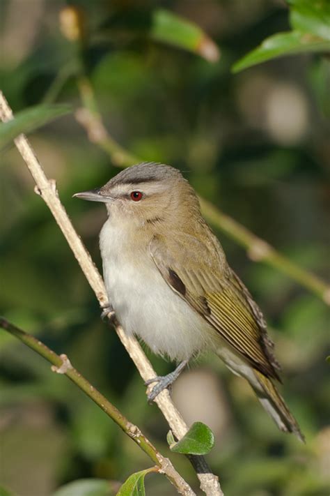 Red-eyed Vireo (Vireo olivaceus)