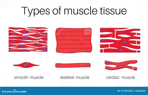 0 Result Images of 3 Different Types Of Muscle Tissue - PNG Image ...