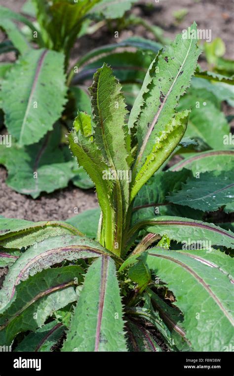 Wild Lettuce / Bitter lettuce / Laitue vireuse / Opium Lettuce / Poisonous Lettuce / Tall ...