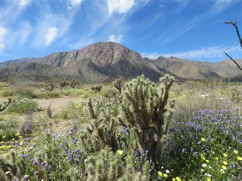 Desert Wildflowers Day Trip - Borrego Springs, CA - Postcards & Passports