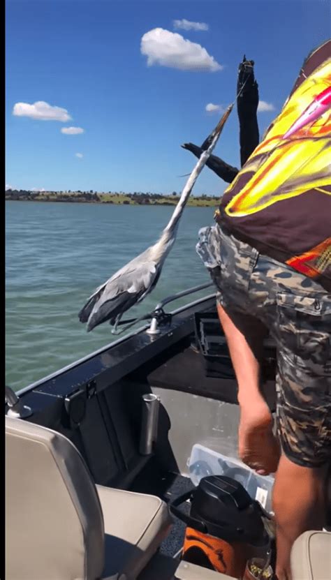 Man Notices Heron Hanging from a Tree and Rushes to Help after Realizing the Reason