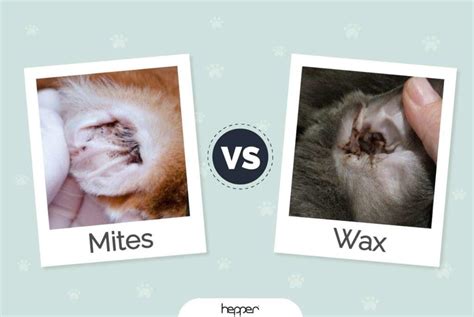 Cat Ear Mites vs. Wax: The Differences (Vet Approved Facts With Pictures) | Hepper