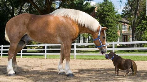 79+ Dog Breeds Biggest To Smallest - l2sanpiero