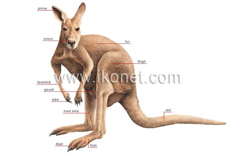 Kangaroo Leg Muscles