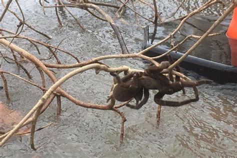 Moment nature lover rescues huge 'whistling' spider from flood in Australia | London Evening ...