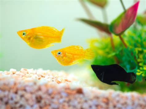 Pregnant Molly Fish: Beginners' Guide To Mating & Breeding