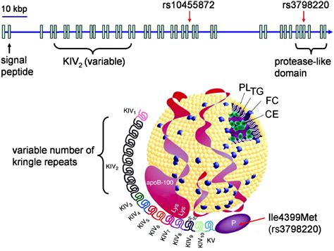 Genetic Variants in the Apolipoprotein(a) Gene and Coronary Heart ...