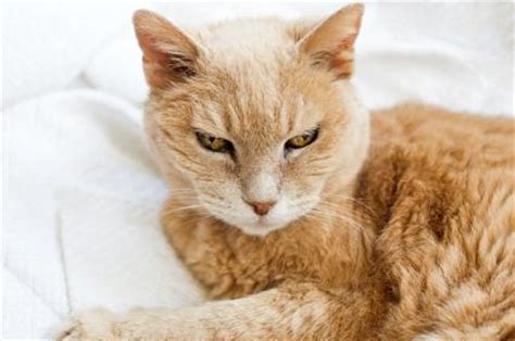 Elderly Cat Behavior