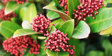 Brighten Winter Landscapes: 6 Shrubs With Colorful Berries