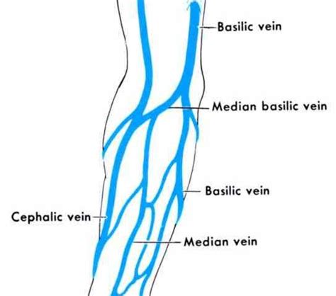 anatomy Anatomy Of The Veins In The Arm and physiology superficial median vein of the forearm ...