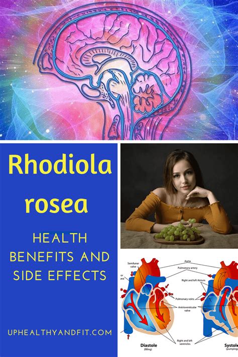 Rhodiola rosea: health benefits and side effects