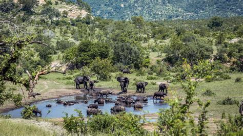 Que voir dans le Parc Kruger, les incontournables à découvrir | Tourlane