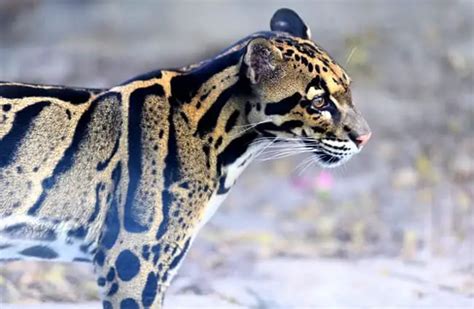 Clouded Leopard - Description, Habitat, Image, Diet, and Interesting Facts