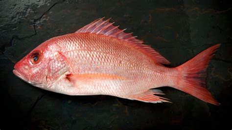 What Are the Different Types of Snapper Fish? - Fished That