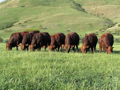 Bonsmara Beef, South Africa