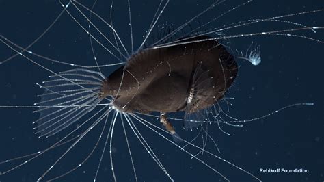 Deep Sea Anglerfish Female