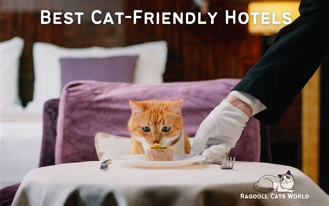 The Best Cat Friendly Hotels: A List of the Top 20 Pet Friendly Hotels