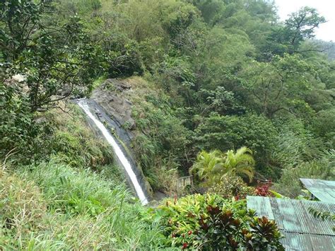 Concord Waterfalls, Grenada | Waterfall, Plants, Country roads