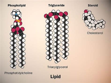 LIPIDY RYSUNEK | Histologia, Anatomia e fisiologia, Fisiologia