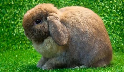 Cutest Pet Rabbits | Which Are The Cutest Bunny Breeds In The World? | Hutch and Cage