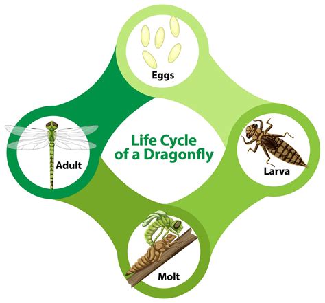 Diagram showing life cycle of Dragonfly 1868507 Vector Art at Vecteezy