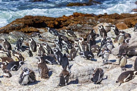 Penguin At African Penguin Colony At Stony Point In South Africa Stock ...