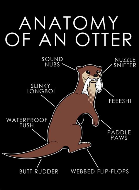 Anatomy of an Otter by artwork-tee on DeviantArt