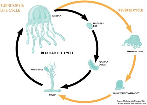 Turritopsis nutricula: A água-viva imortal – O Verdoso