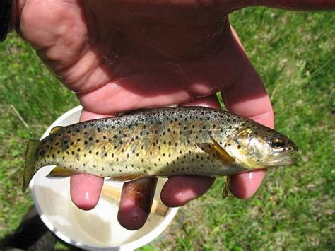 Threatened Apache trout (Oncorhynchus apache) | Federally th… | Flickr