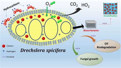 Oil Biodegradation