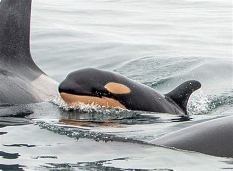 Why is this baby orca orange? | story | Kids News