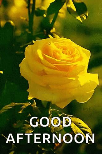 Greeting Good Afternoon GIF - Greeting GoodAfternoon Roses - Discover & Share GIFs