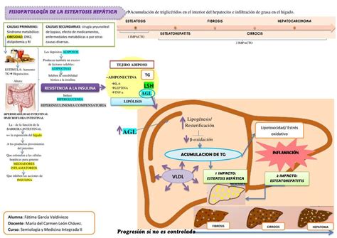 Fisiopatología de la Esteatosis Hepática | Fàtima Yhadira García ...