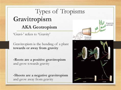 Tropisms and Photosynthesis - ppt download